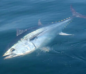 The Bahamas Atlantic Bluefin Tuna