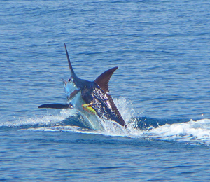 Bahamas Marlin Fishing