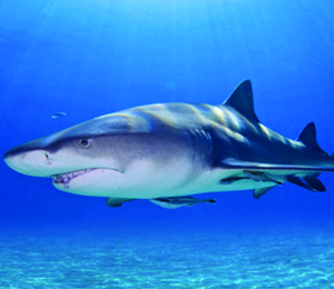 The Bahamas Shark